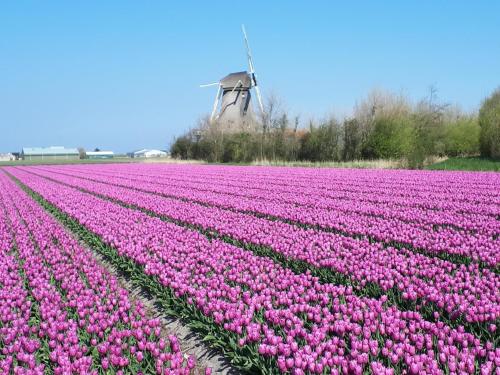 Nearby attraction, B&B de Keinsmer in Schagen