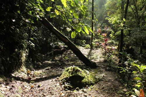 Princesa de la Luna Ecolodge, Фортуна (фото 7)