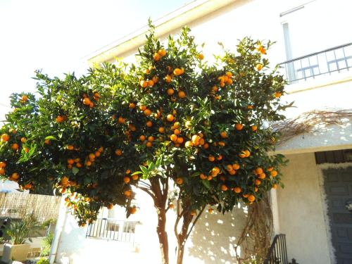 Au Bougainvillier