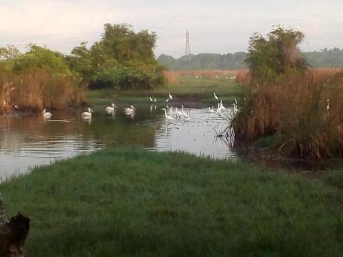 Little birds in 坦加勒
