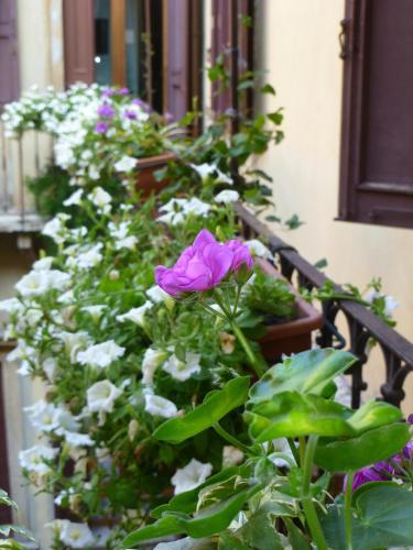 Protezione della Giovane - female hostel - image 26