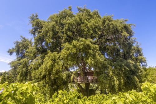 Tree House