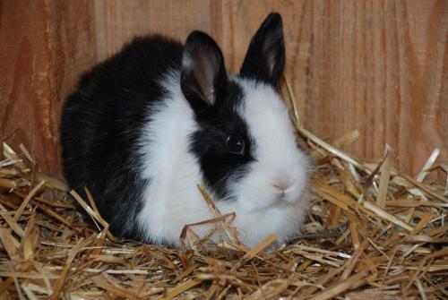 Bio-Bauernhof Samerhof - image 7