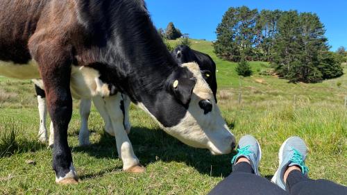 Pukeatua Farmstay