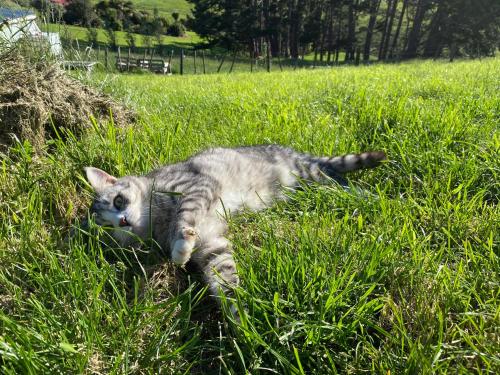 Pukeatua Farmstay