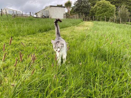 Pukeatua Farmstay