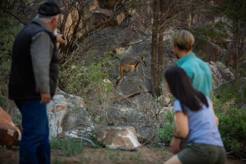 Wilpena Pound Resort