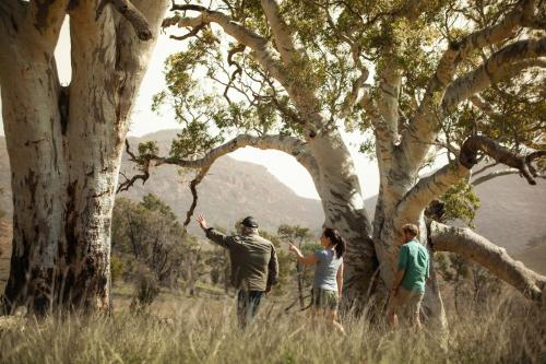 Wilpena Pound Resort