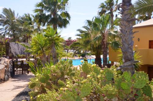 Apartment with one bedroom in Corralejo with shared pool and furnished terrace - image 6