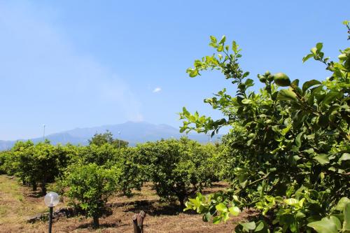 House with 5 bedrooms in Riposto with wonderful mountain view enclosed garden and WiFi 100 m from the beach - image 7