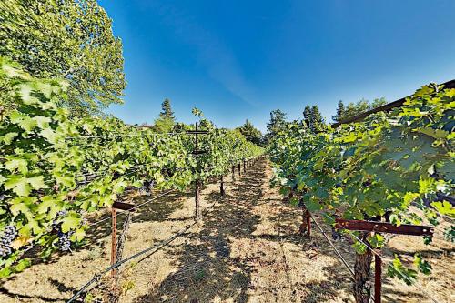 Vina Vista - Wine Country Home & Cottage with Pool home - image 4