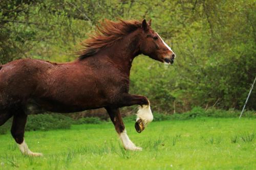 Cilsane Lodges- Teilo with hot tub gîte à louer Court Henry