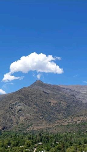 Cordillera Flora endógena Bosque Esclerófilo