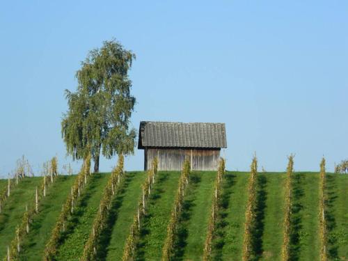 Apartmani Slavek