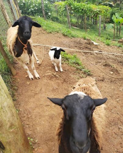 Hacienda Mi Montañita
