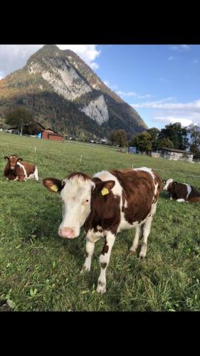  STUDIO THE COW, Pension in Kandersteg