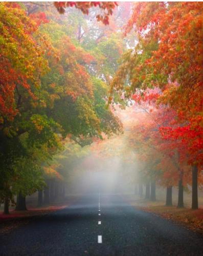 Wotama - Honour Avenue, Macedon B and B, Mount Macedon