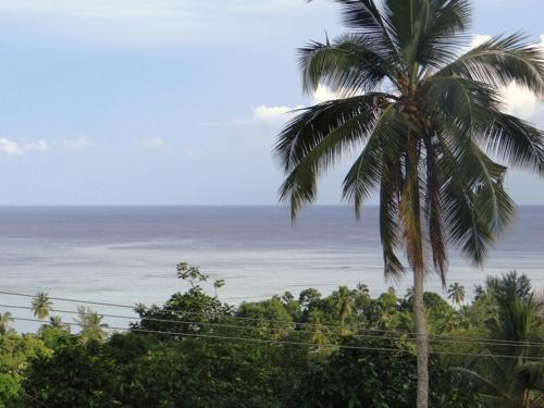 The Reef Palm The Reef Palm