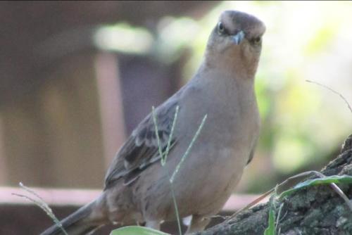 CAMPING REFÚGIO NA FAZENDA ITIRAPINA -Acampe com a sua barraca em meio a Natureza