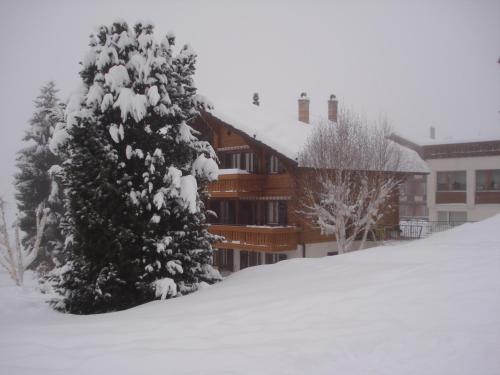 Chalet Petunia - image 3