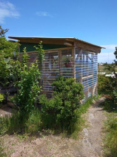 Fío Fío Patagonia