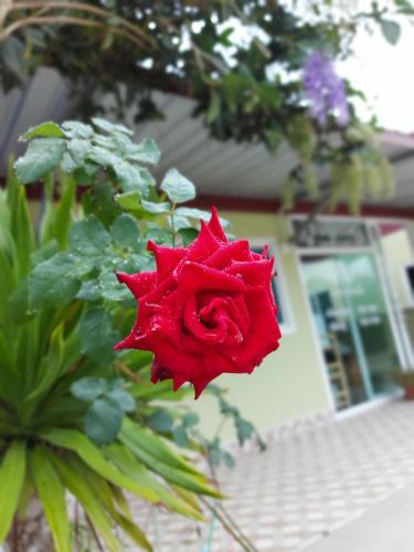 View, ชาลีรีสอร์ท ชุมพร in Tha Sae