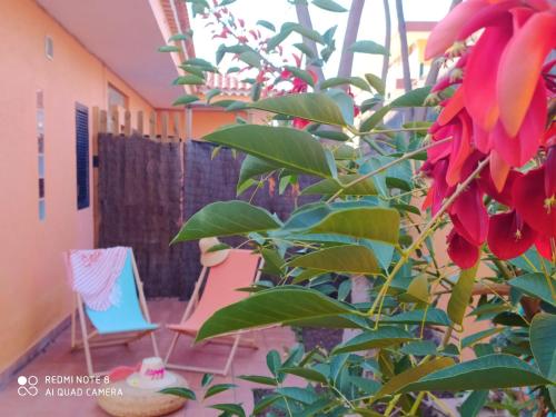  Studio with enclosed garden and wifi at Bajamar 1 km away from the beach in Bajamar