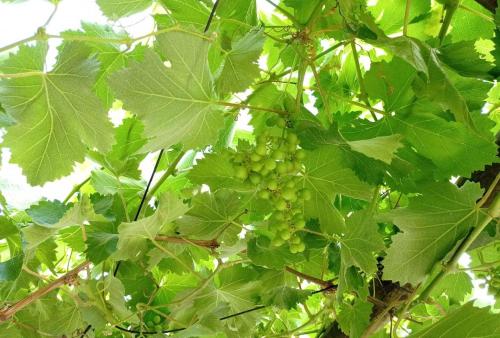 tuin, Hospedaje curicó casa grande (Hospedaje curico casa grande) in Curico