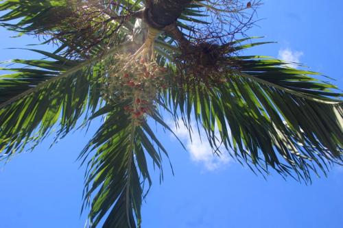 Appartement moderne à Les Trois Ilets, 40 m², vue jardin