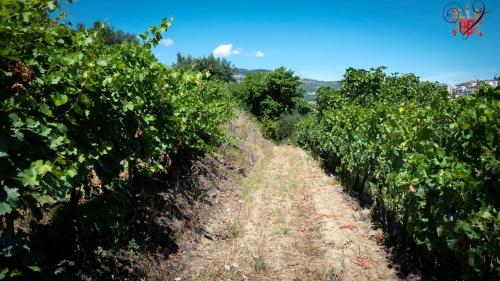 Villa with 3 bedrooms in Lamego with wonderful mountain view private pool enclosed garden 3 km from the beach - image 10