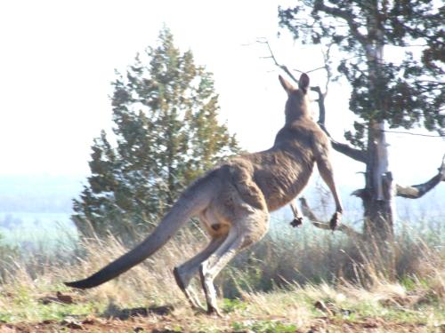 布勒瓦瑞安住宿加早餐旅馆图片