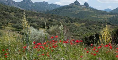 2 bedrooms house with shared pool furnished garden and wifi at Canamero