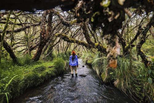 Polylepis Lodge Otavalo