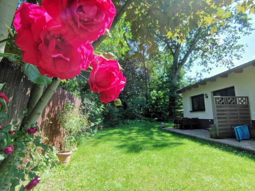 Apartment Waldblick vom Naturhof Usedom