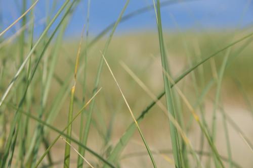 Pantai, Hampton home B&B suites in Texel