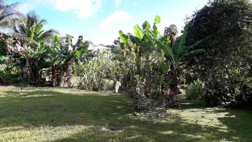 Jardín, Appartement charmant à Saint-Joseph avec jardin et terrasse, 60 m² (Appartement charmant a Saint-Joseph avec jardin et terrasse, 60 m²) in Saint-Joseph