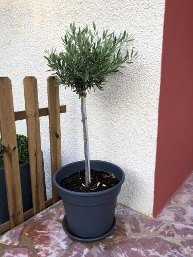 Maison d'une chambre avec jardin amenage et wifi a Saint Julien