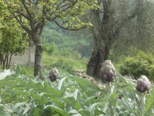 Appartement d'une chambre avec jardin clos et wifi a Le Bar sur Loup