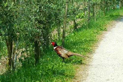 One bedroom appartement with shared pool and wifi at Montalto delle Marche