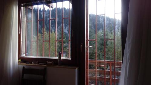 Pine woods - image 6