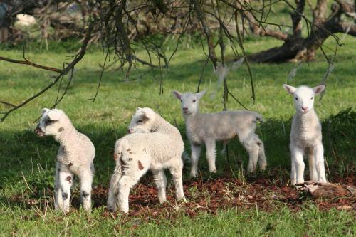 Ingon Bank Farm Bed And Breakfast - image 7