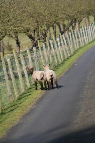 Ingon Bank Farm Bed And Breakfast - image 9