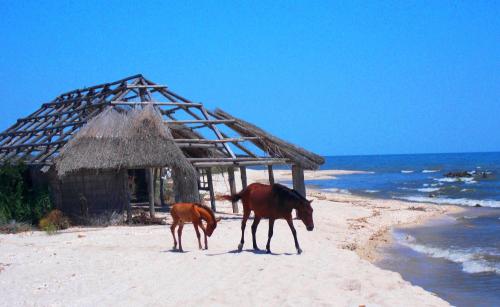 Traditional House in Danube Delta in Jurilovca