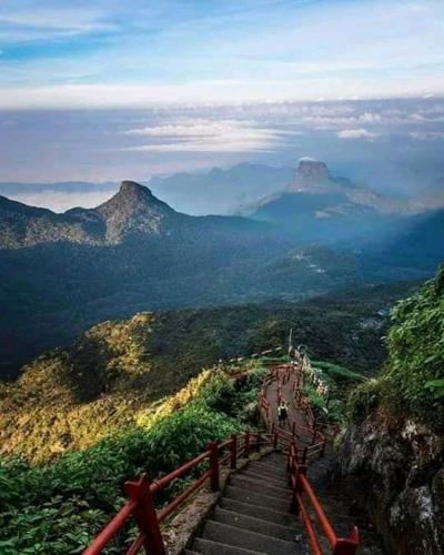 Lily adam's peak