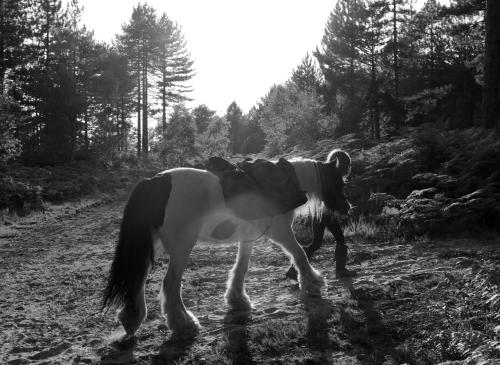 The Ancient Trails Company, , Dorset