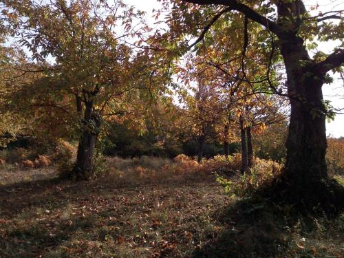 Casa nel bosco, Appennino Tosco Emiliano