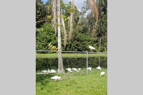 Bonita Oasis in Bonita Springs