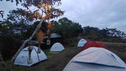 Camplights