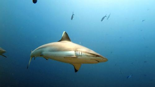 Palm Residence Palm Residence