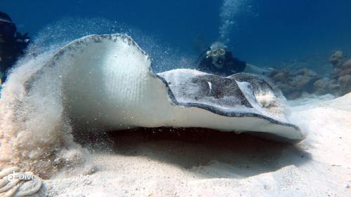 Palm Residence Palm Residence